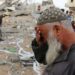 Muslim Group Urges US to End Support for Israeli Regime’s Gaza Assault